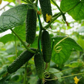 Hectarul - Seminte de castraveti Mirabelle F1, 250 seminte